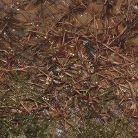 Zeylanidium subulatum (Gardner) C.Cusset